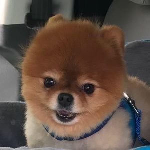 Meet your Posher, Shari-ann